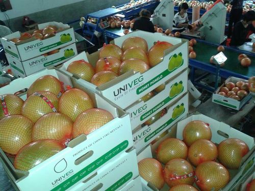 平和出口紅肉蜜柚 新鮮天然無公害有機柚子批發(fā)指南
