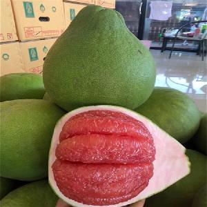 柚子批發(fā)市場指南 渠道、價格與采購策略