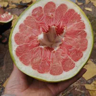 紅心柚批發價格探析 優質貨源，價優物美