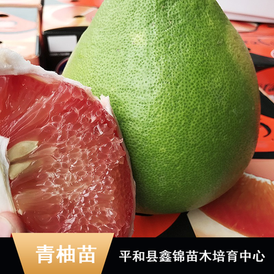 東南亞特色柚子苗木批發指南 純正馬來西亞青柚苗、無籽雞尾青柚苗、泰國紅寶石柚子苗及水晶青柚苗價格解析