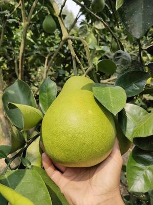湖南懷化洪江雪峰柚，現摘直發，開啟您的優質柚果批發之旅
