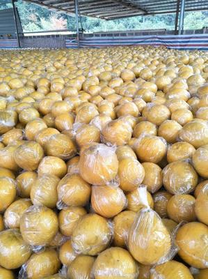 江永香柚 百年傳承的“柚”惑，一塊八的田園經濟新活力